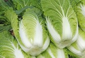 如何识别甲醛白菜？掌握这3个方法轻松辨别！