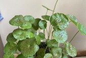 铜钱草怎么养才正确？常见问题有哪些解决方法？
