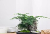 电视机旁适合摆放哪些绿植？如何选择美观又合适的植物？