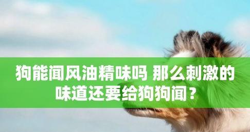 迷你艾力斯宠物（探秘迷你艾力斯宠物的特点）  第1张
