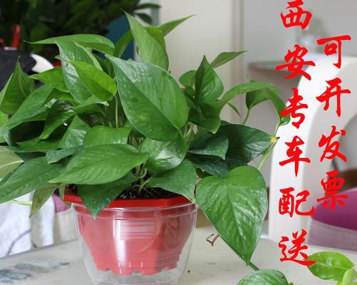 哪些绿植最能有效除甲醛？推荐购买指南是什么？  第1张