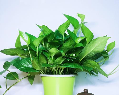 哪些绿植最能有效除甲醛？推荐购买指南是什么？  第2张