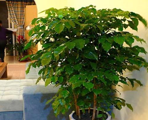 哪些绿植最能有效除甲醛？推荐购买指南是什么？  第3张