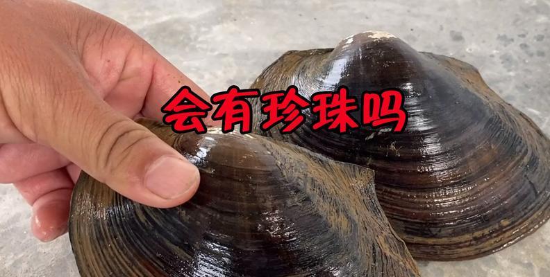 河蚌外壳手串珠的图片对比在哪里可以找到？如何辨别真伪？  第1张