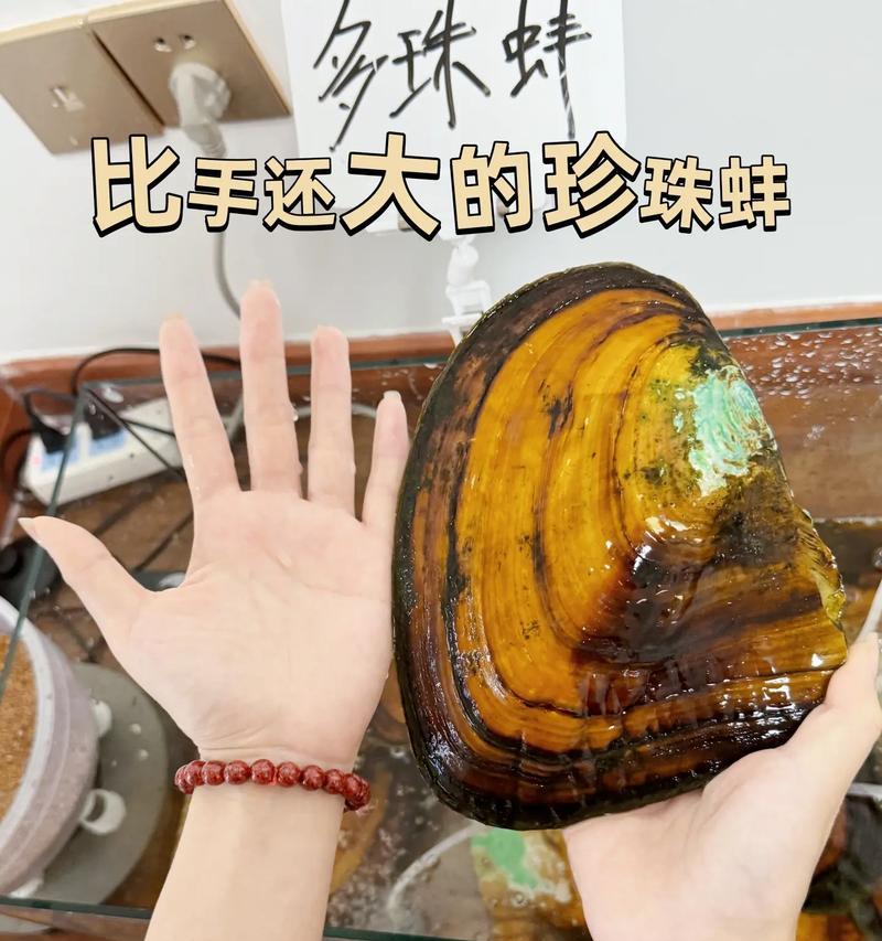 河蚌外壳手串珠的图片对比在哪里可以找到？如何辨别真伪？  第3张