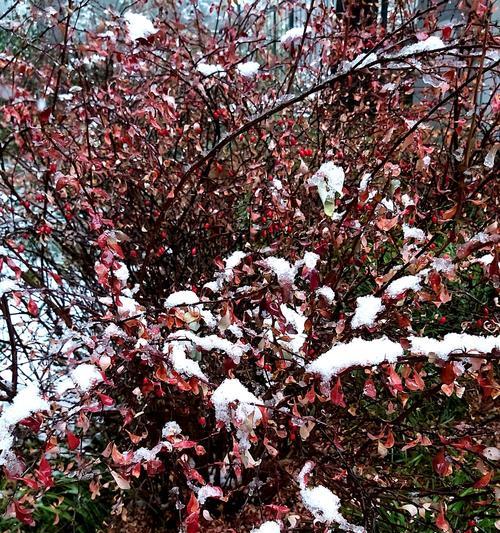 华为手机如何设置拍下雪落雪效果？有哪些技巧？  第3张