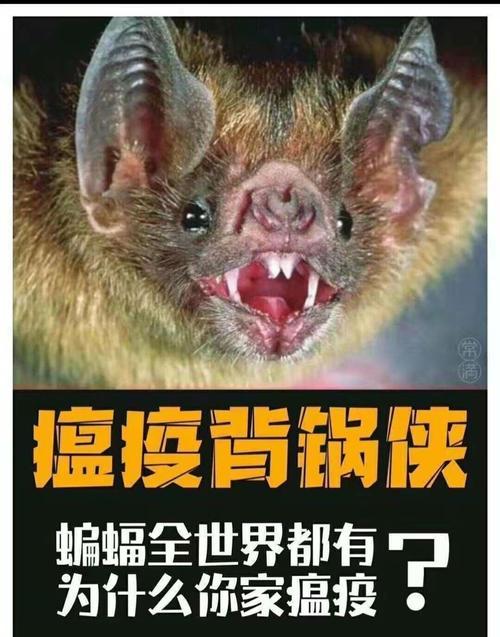 魔兽世界中原始蝙蝠的打法是什么？有哪些技巧？  第2张