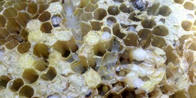 英雄联盟中巢虫是什么时候引入的？引入巢虫后有哪些变化？  第2张