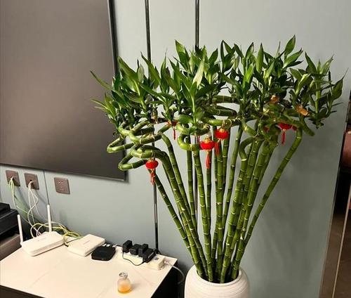 电脑桌上的观赏花如何摆放？摆放有哪些风水讲究？  第3张