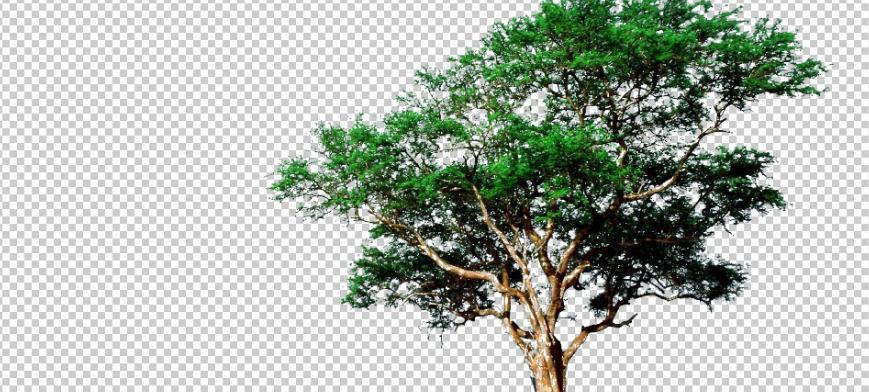 平板电脑抠图复杂树木方法？技巧分享？  第2张