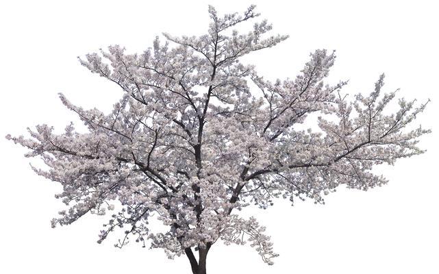 平板电脑抠图复杂树木方法？技巧分享？  第3张