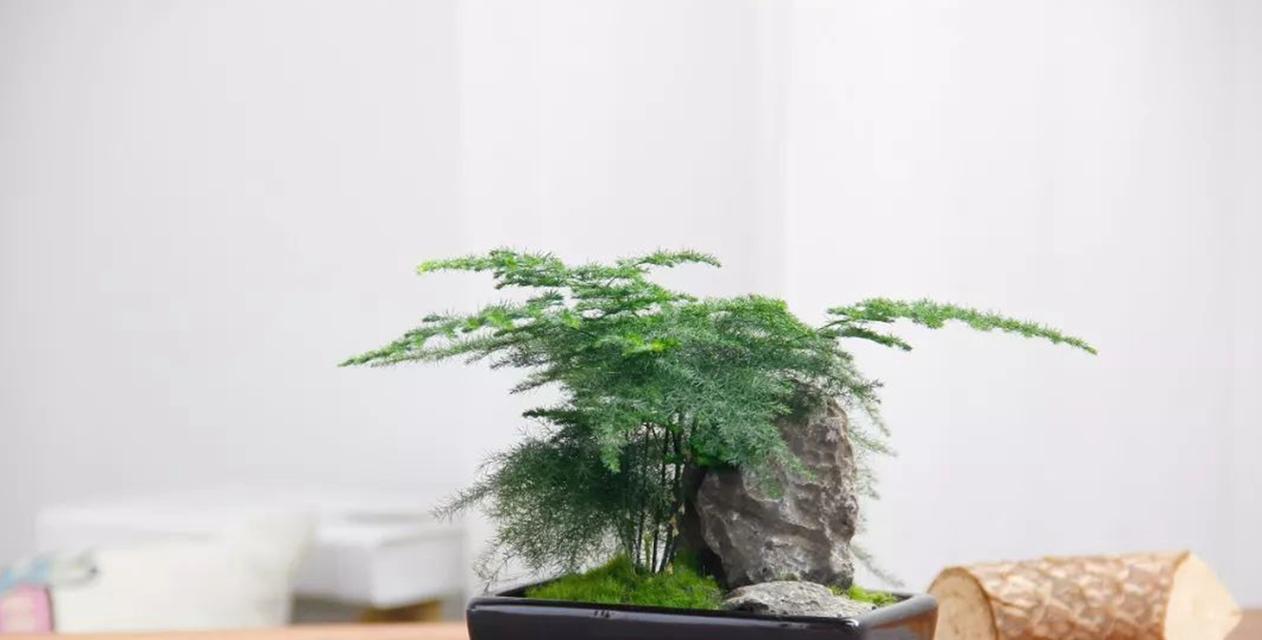 电视机旁适合摆放哪些绿植？如何选择美观又合适的植物？  第1张