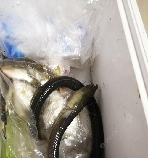 土龙的抗性低是什么意思？如何应对土龙的低抗性？  第2张