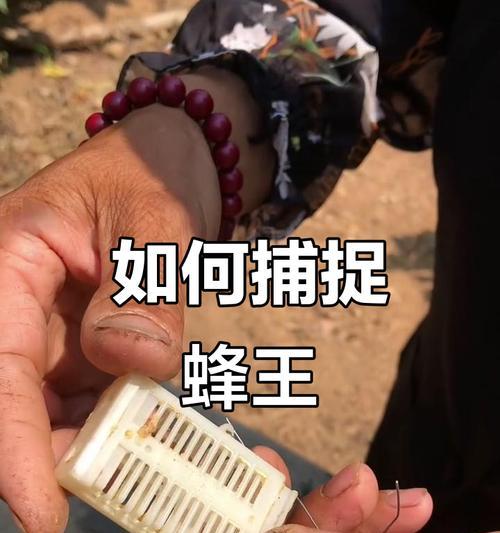 洛克王国兔球球抓捕技巧是什么？抓捕后如何培养？  第2张