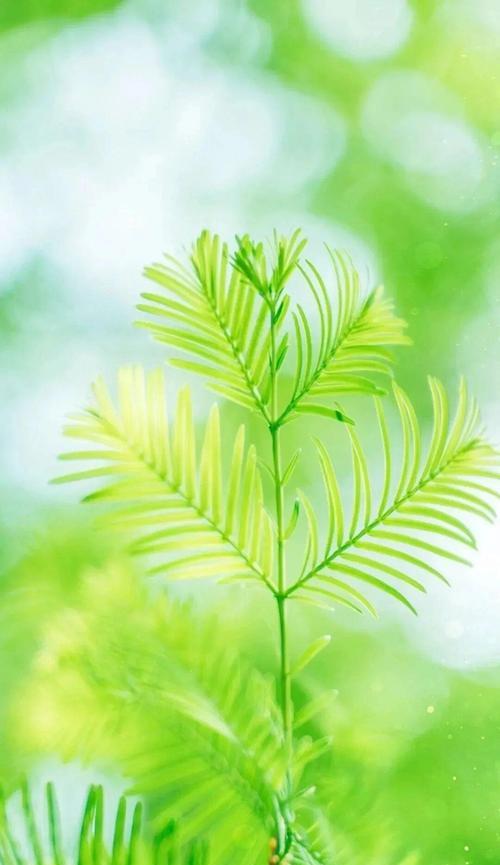 炸裂手机壳绿色的处理方法是什么？如何预防手机壳炸裂？  第2张
