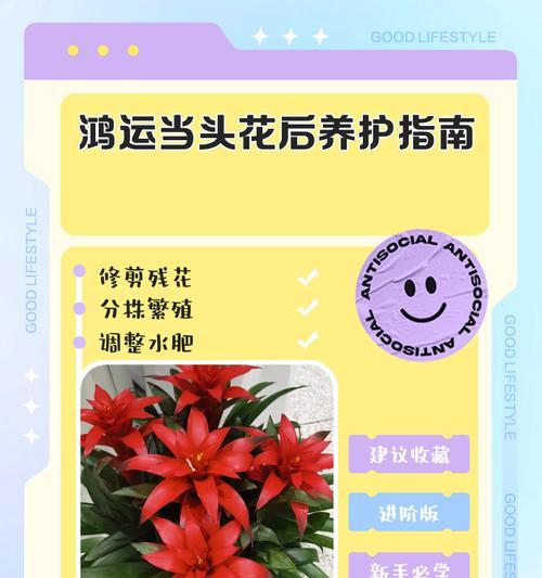 鸿运当头花的养护技巧（如何让鸿运当头花保持绚烂红色）  第1张