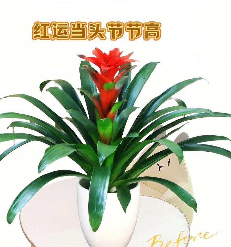 鸿运当头花的养护技巧（如何让鸿运当头花保持绚烂红色）  第3张