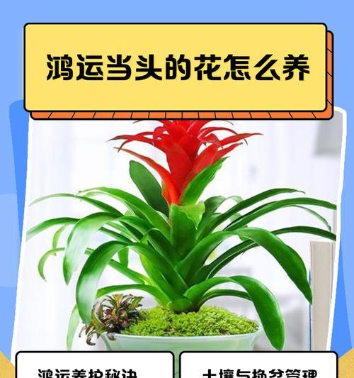 鸿运当头花的养护技巧（如何让鸿运当头花保持绚烂红色）  第2张