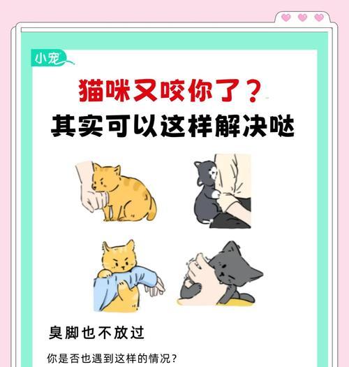 怎样处理猫咪咬人问题（解决猫咪咬人问题的15个方法）  第2张