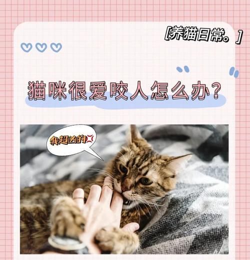 怎样处理猫咪咬人问题（解决猫咪咬人问题的15个方法）  第1张