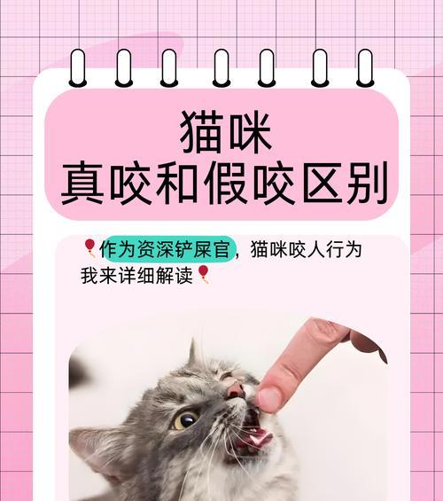 怎样处理猫咪咬人问题（解决猫咪咬人问题的15个方法）  第3张