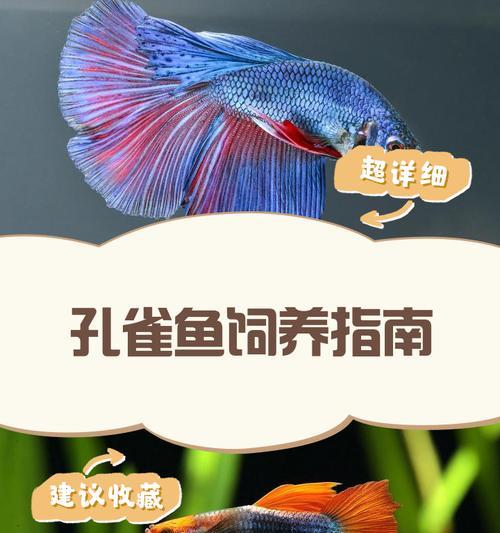 如何养护孔雀鱼才能活得长久（孔雀鱼的饲养技巧与注意事项）  第2张