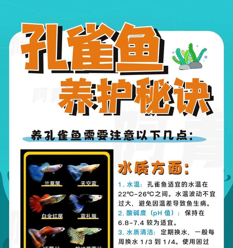 如何养护孔雀鱼才能活得长久（孔雀鱼的饲养技巧与注意事项）  第3张